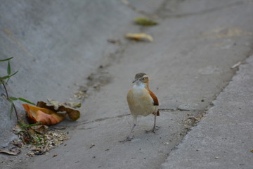 bird on the beach