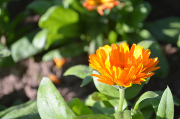 Beautiful Natural Fresh Flower in Garden.