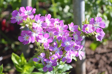 Beautiful Natural Fresh Flower in Garden.