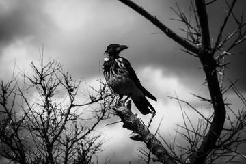 bird