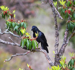 Crow and Rhododendron in the Langtang Valley. Nepal