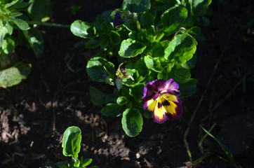 Beautiful Natural Fresh Flower in Garden.