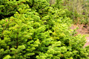 Fototapeta na wymiar spruce, pine, coniferous, juicy, green, nature,