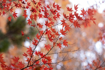 中央公園の紅葉#4