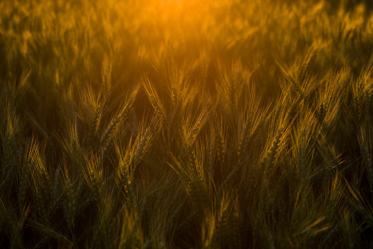Warm summer evening with a sunset on a harvest field