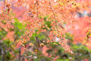 中央公園の紅葉#5