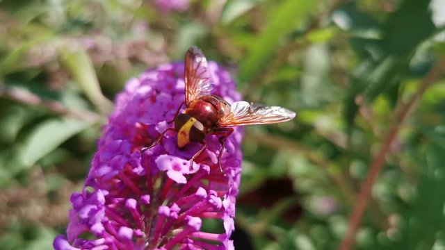 Macro, Avisp&oacute;n  Volucella zonaria, en flor de Buddleja davidii florecida