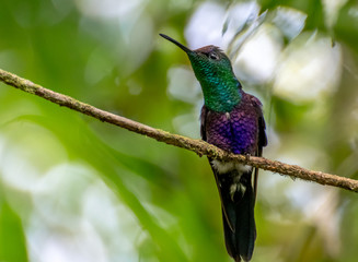 Panama - El Valle de Anton - Parque Nacional Cerro Gaital - Hummingbird