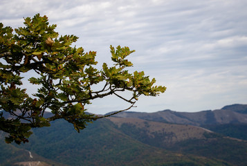 tree in the mountains