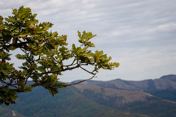 tree and sky
