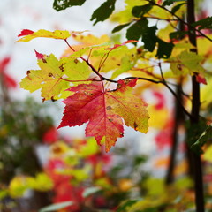 Fall leaves in a forest in Ontario, Canada. Colorful leaves changing with the season.
