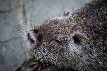 otter