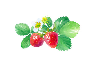 イチゴの水彩イラストのトレースベクター、花、葉、果実のセット（レイアウト変更可能）