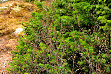 spruce, pine, coniferous, juicy, green, nature,