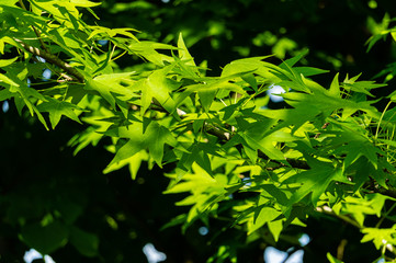Fototapeta premium Dark green leaves of Liquidambar styraciflua on branch of Ambeer tree on blurry background of greenery of magical evergreen garden. Selective focus. Close-up. North Caucasus nature concept for design.