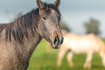 Lusitan horses in the pasture, Golega, Portugal
