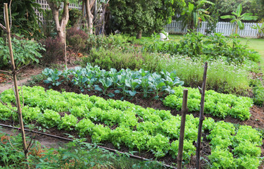 Scenery of several kinds of organic green oak, Chinese kale and other vegetable in backyard garden.