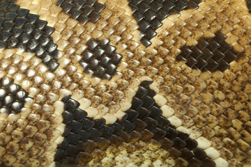 Close up skin Ball python snake skin