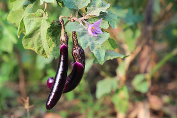 Closeup of organic purple long eggplant growing in backyard garden in bright sunny morning. 