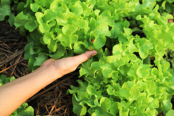 Closeup of organic fresh green oak vegetable picking up by woman's hand in backyard  garden in...