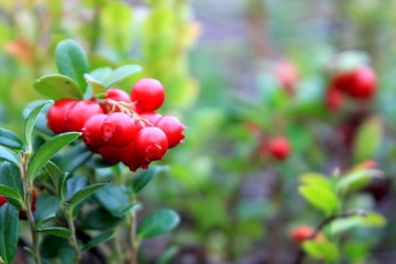red berries on a bush