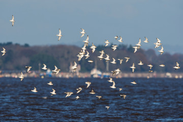 Red Knot, Grey Plover and Dunlin birds flying over sea at daytime