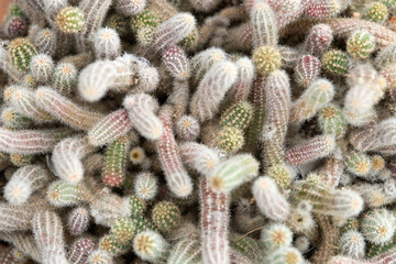 Little cactus in the pot.