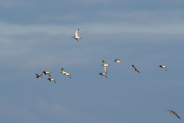 Bar-tailed Godwit birds flying in blue sky