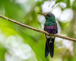 Panama - El Valle de Anton - Parque Nacional Cerro Gaital - Hummingbird