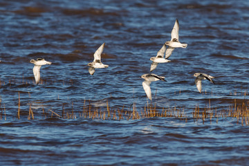 Grey Plover birds flying over sea at daytime