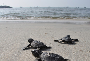 New Born Turtles moving towards sea, for their first time swimming in Ocean 