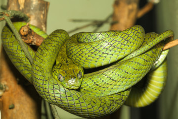 close up green cat eye snake on tree in thailand
