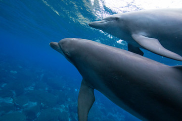 dolphin in blue water