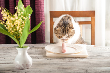 A hungry domestic cat is sitting at a table with boiled sausage. Home cat eat sausage from a plate.