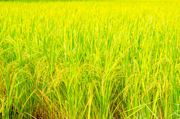 Obraz premium yellow jasmine rice field paddy in Thailand. agriculture nature landscape background.