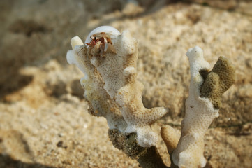 A little hermit crab in a white shell. Hermit crab on a sandy beach next to the coral. Hermit crab looks into the distance from the height of the coral.