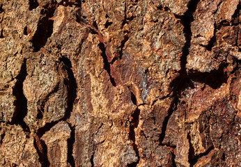 Close-up view of tree bark