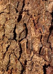 Close-up view of tree bark