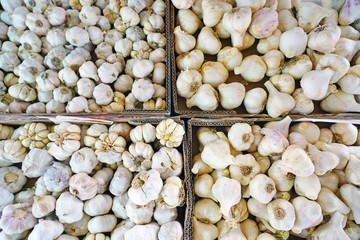 Fresh garlic at a farmers market in Belgrade, Serbia