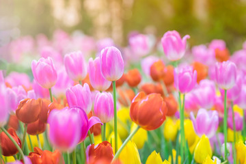 Soft selective focus. Amazing, beautiful flower tulips meadow background. Colorful tulips in field winter or spring. Morning sunlight tulips floral in garden.