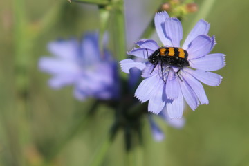 bee on a flower