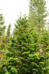 Obraz premium spruce, pine, coniferous, juicy, green, nature,