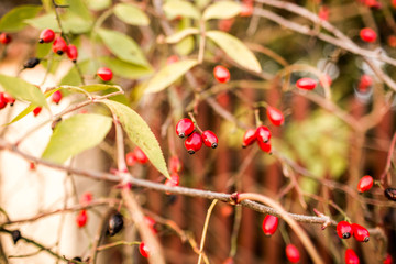 dzika róża © marekka