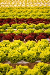 Lettuce field in the Graz region, Austria. Agriculture concept