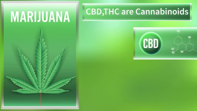 Marijuana, CBD and THC are Cannabinoids.video animation on green background.