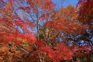 冬の東京の紅葉