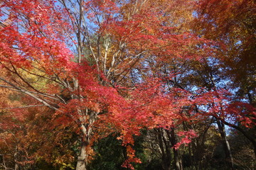 冬の東京の紅葉