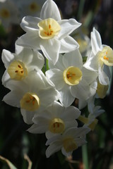 Obraz na płótnie Canvas Butter cup flowers close up