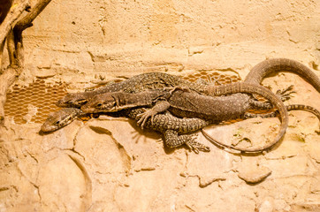 Fototapeta na wymiar Four gray lizards lie on top of each other, basking in stone, under the warm light of a lamp
