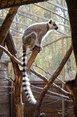 Beautiful playful lemur with a long tail in autumn, sits on wooden branches in the sun